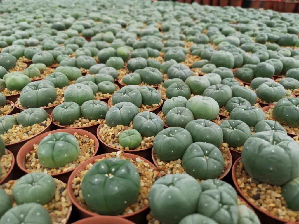 อธิวัธ จักรพันธ์ ปลูกกระบองเพชร สกุลโลโฟโฟร่าภายในโรงเรือน (ภาพจาก Cactus Inter)