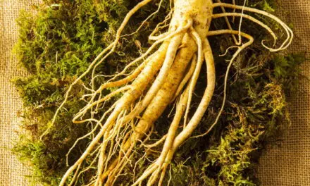 สมาคมโสมเกาหลีประกาศวันจัดงาน  Yeongju World Punggi Ginseng Expo 2022