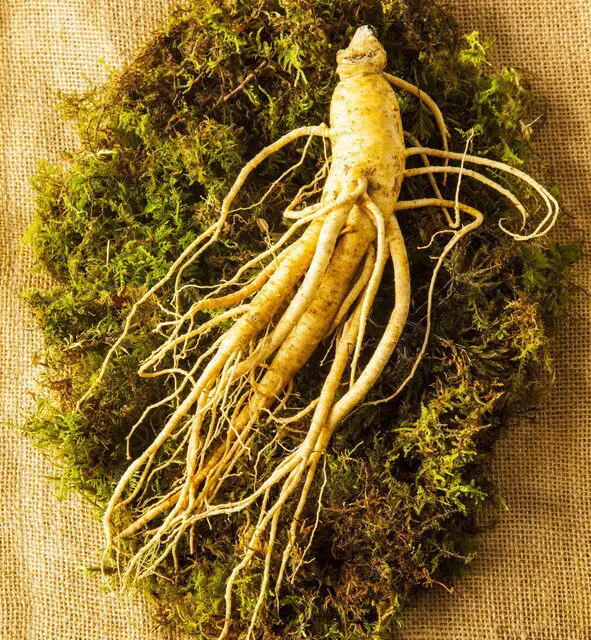 สมาคมโสมเกาหลีประกาศวันจัดงาน  Yeongju World Punggi Ginseng Expo 2022