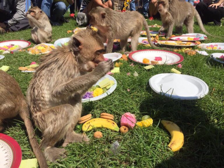 ททท. สำนักงานลพบุรี ขอเชิญเที่ยว “งานเลี้ยงโต๊ะจีนลิง ครั้งที่ 31”