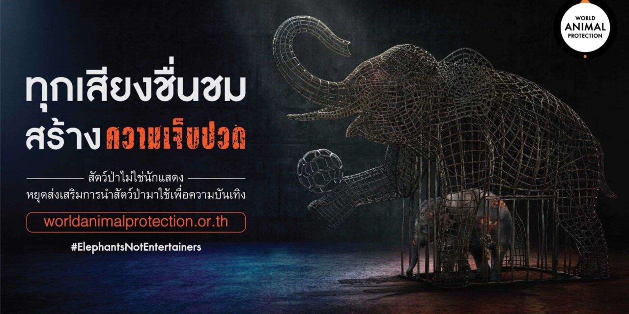 วันช้างโลก – ผุดโฆษณาหยุดใช้ช้างสร้างความบันเทิง  ชูค่านิยมท่องเที่ยวต้องไม่ทำร้ายช้างโดยองค์กรพิทักษ์สัตว์แห่งโลก