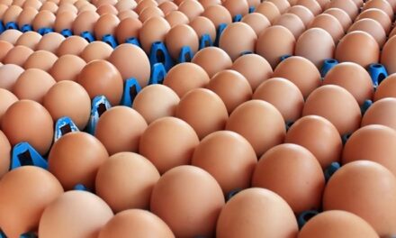 เกษตรกรไก่ไข่ยืนยันไข่ไม่ขาดแคลน ราคาหน้าฟาร์มไม่ขยับ ช่วยฝ่าวิกฤตโควิด-19 ไปด้วยกัน