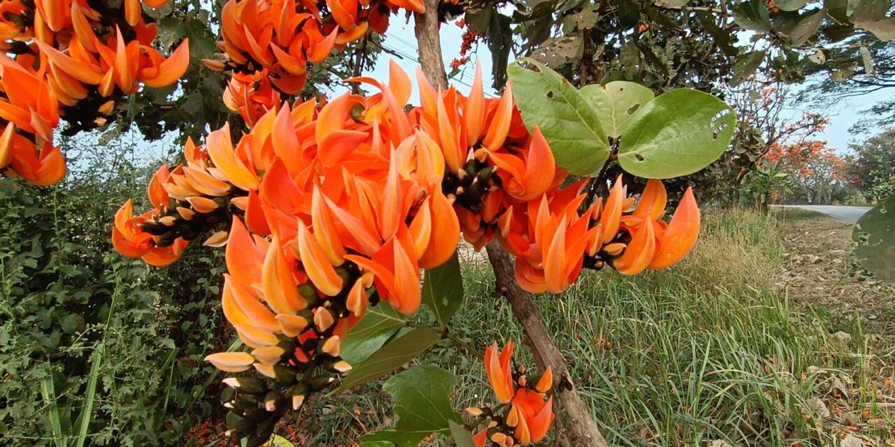 ต้นดอกจานบานแล้ว พร้อมรับฤดูกาลเที่ยว ณ “ถนนสายสีส้ม”