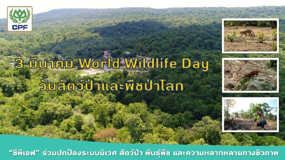 3 มี.ค. World Wildlife Day  “ซีพีเอฟ” มุ่งมั่นร่วมปกป้องระบบนิเวศ สัตว์ป่า พันธุ์พืช และความหลากหลายทางชีวภาพ  