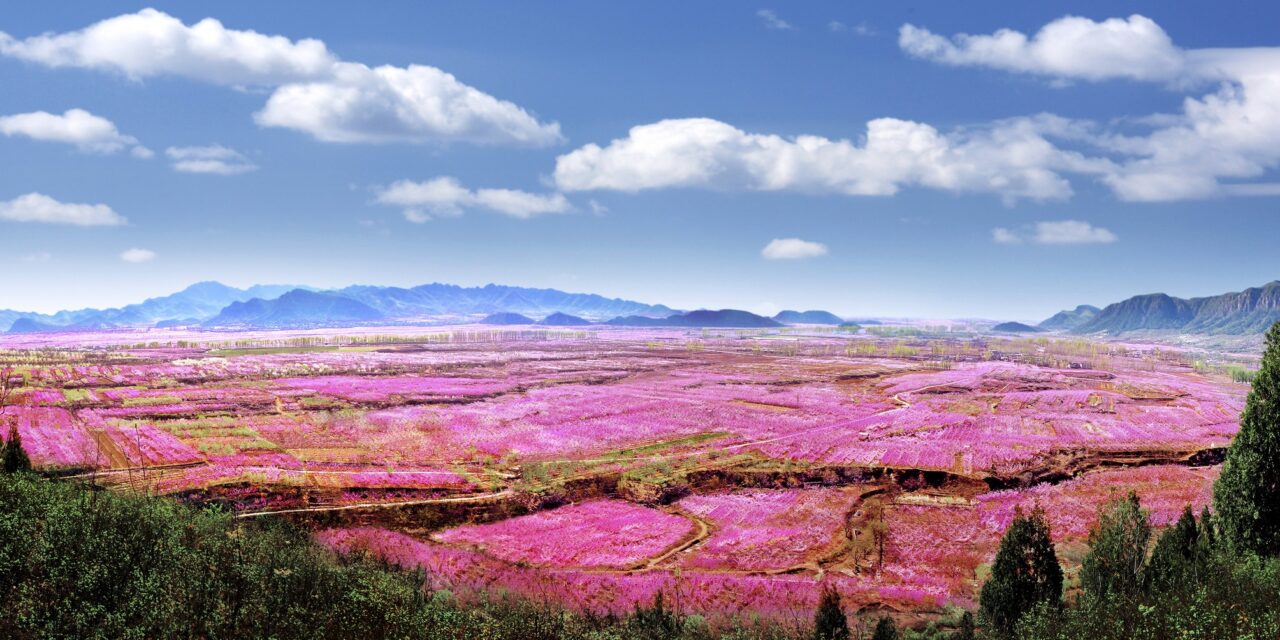 ดื่มด่ำกับความงามของทะเลดอกท้อสีชมพูในเขตผิงกู่ กรุงปักกิ่ง