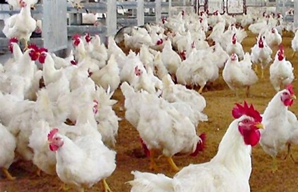 ผู้เลี้ยงไก่ มั่นใจผลิตไก่เนื้อเพียงพอต่อความต้องการ  ในราคาสมเหตุผล
