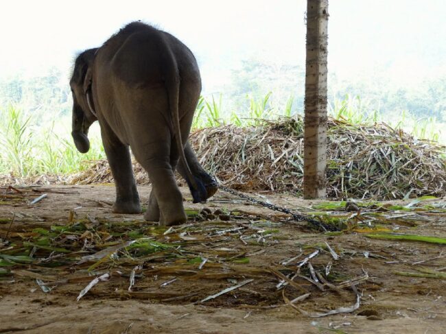 4 แนวร่วม ถกแก้วิกฤตช้างไทยทั้งระบบ เร่งยกสวัสดิภาพช้างและท่องเที่ยวแบบไม่ทำร้ายช้าง