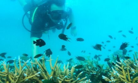 “ทราย พีพี ไอส์แลนด์ วิลเลจ” ชวนสัมผัสประสบการณ์ดำน้ำ เรียนรู้การอนุรักษ์ใต้ท้องทะเล  ไลฟ์สไตล์รีสอร์ตระดับ 5 ดาวบนเกาะพีพี จัดแพ็คเกจดำน้ำเปิดโลกใต้มหาสมุทร พร้อมสนุกกับโครงการอนุรักษ์ท้องทะเลสุดว้าว  ของศูนย์การเรียนรู้ทางทะเล ทั้งการขยายพันธุ์ของปะการัง และการเพาะพันธุ์ปลาการ์ตูนแสนน่ารัก