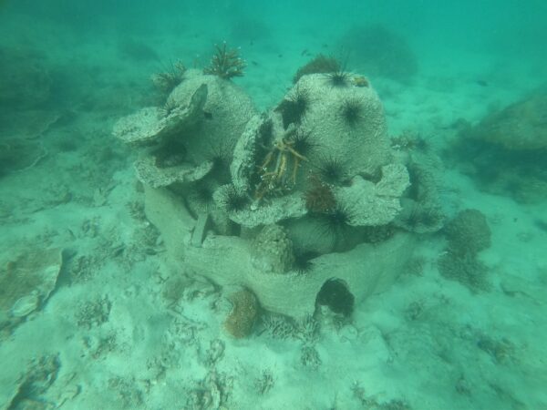 วช. ชู “นวัตปะการัง” ปะการังเลียนแบบธรรมชาติเหมือน โดนใจ นักอนุรักษ์ รับรางวัลการวิจัยแห่งชาติ ปี 66