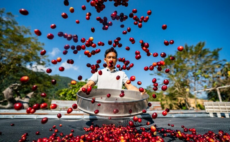 Xinhua Silk Road: เมืองผูเอ่อร์ของจีนส่งออกเมล็ดกาแฟคึกคักในปี 2565 มุ่งสร้างห่วงโซ่อุตสาหกรรม