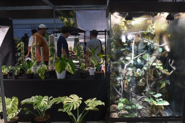 Bangkok International Exotic Plants Show & Sale ครั้งที่ 1 by Sappasiri
