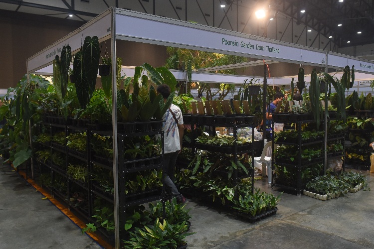 Bangkok International Exotic Plants Show & Sale ครั้งที่ 1 by Sappasiri