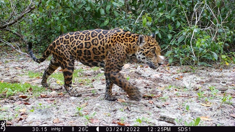 หัวเว่ยและพันธมิตรยืนยันพบเสือจากัวร์เป็นครั้งแรก  ในเขตสงวนแห่งรัฐดซิลัมของเม็กซิโก