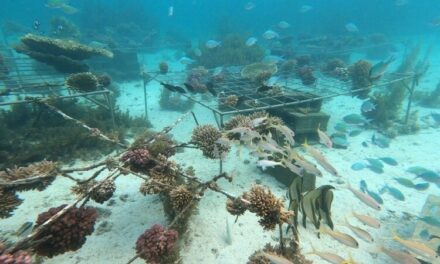 หัวเว่ย จับมือ IUCN เปิดตัวโครงการ Tech4Nature เฟสใหม่ มุ่งปกป้องแนวปะการังด้วยเทคโนโลยี     เทคโนโลยีดิจิทัลช่วยให้มอริเชียสกลายเป็นผู้บุกเบิกระดับโลกในด้านการอนุรักษ์ การวิจัย และการศึกษาแนวปะการัง   