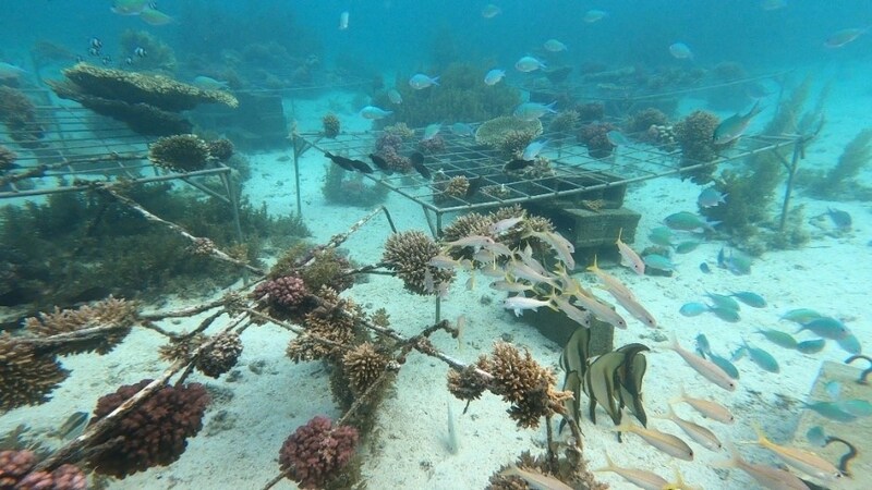 หัวเว่ย จับมือ IUCN เปิดตัวโครงการ Tech4Nature เฟสใหม่ มุ่งปกป้องแนวปะการังด้วยเทคโนโลยี     เทคโนโลยีดิจิทัลช่วยให้มอริเชียสกลายเป็นผู้บุกเบิกระดับโลกในด้านการอนุรักษ์ การวิจัย และการศึกษาแนวปะการัง   