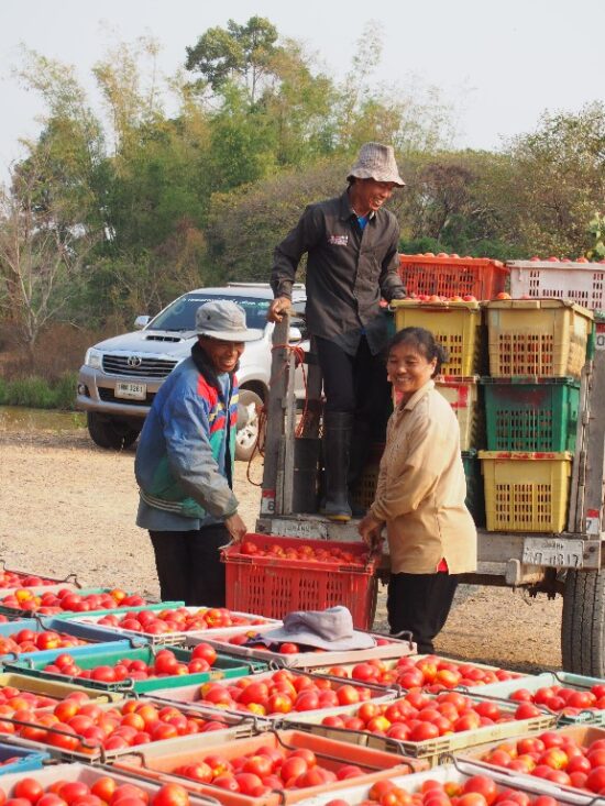 ดอยคำ ตัวจริงเรื่องมะเขือเทศ  เปิดตัวผลิตภัณฑ์ใหม่ Doi Kham Beauty Tomato Collection  เจาะตลาดคนรุ่นใหม่สายบิวตี้ อร่อย ดื่มง่าย อัพลุค